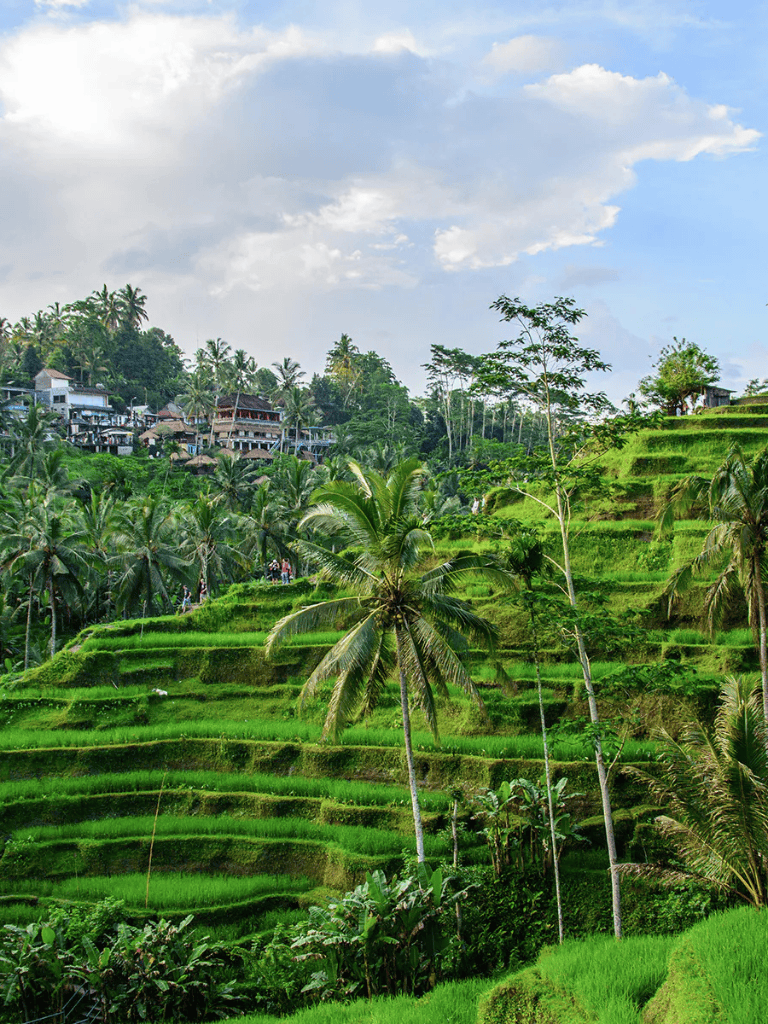 Lush green terraced rice fields with palm trees and hillside houses in a tropical landscape.