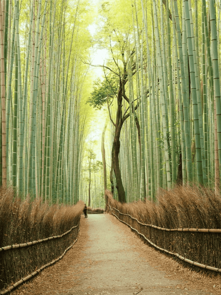 Lush bamboo forest with a walking trail, serene nature scenery, peaceful escape, eco-friendly travel destination.