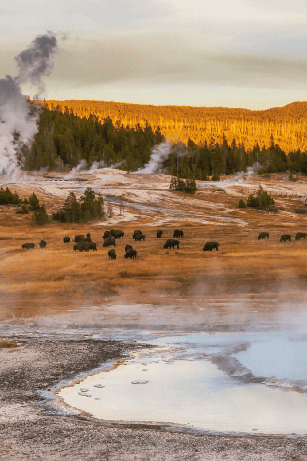 Hot springs geothermal area with bison, steam vents, and forest in the background, scenic outdoor landscape.