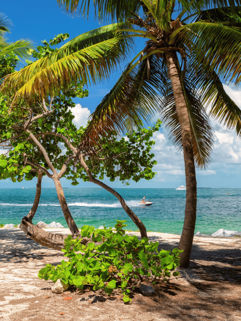 Beach scene with palm trees, blue sky, and ocean waves.