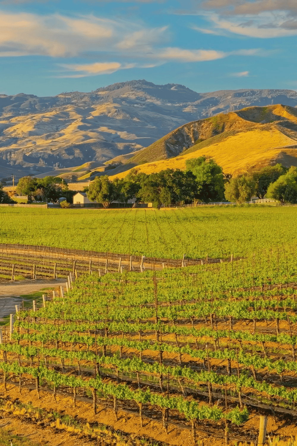 Vineyard with rolling hills and mountains in the background, showcasing scenic wine country landscapes.