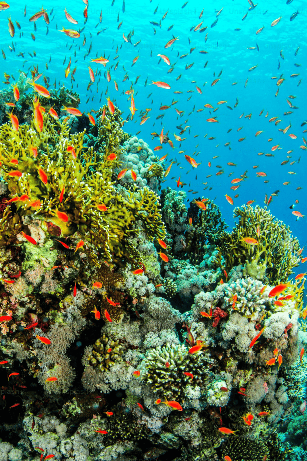 Colorful coral reef with vibrant fish in clear blue ocean water.