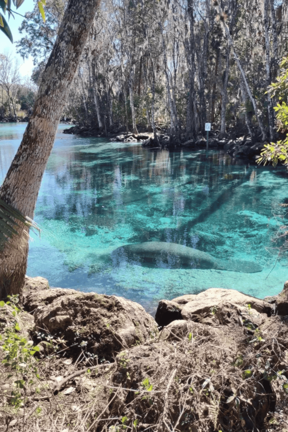Serene river with underwater marine life at Quest for Directions outdoor adventure.