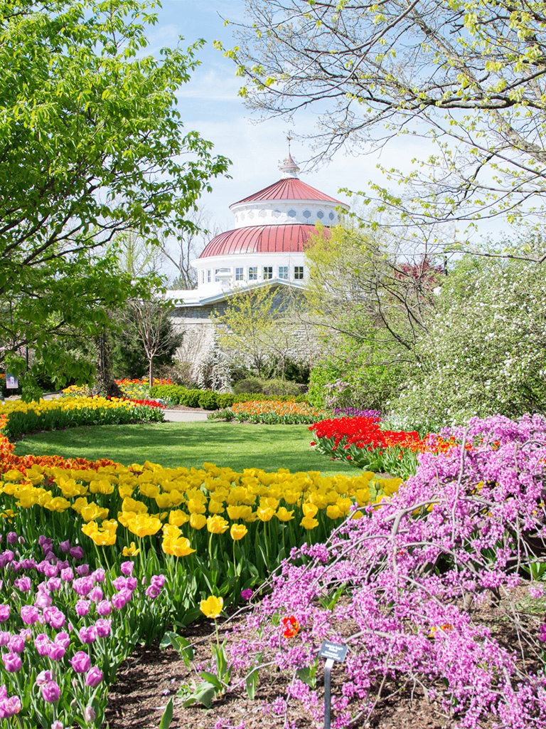 Vibrant spring garden with colorful tulips, blooming trees, and a historic building in the background.