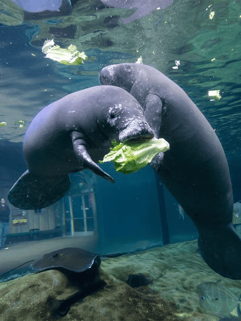 Adorable baby seal eating lettuce underwater in an aquarium exhibit.