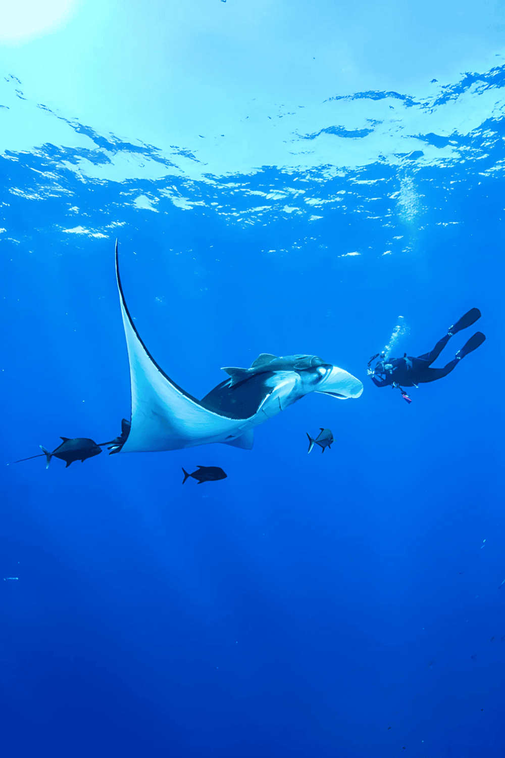 Diver exploring underwater with a manta ray and tropical fish, adventure travel, ocean exploration, QuestForDirections.