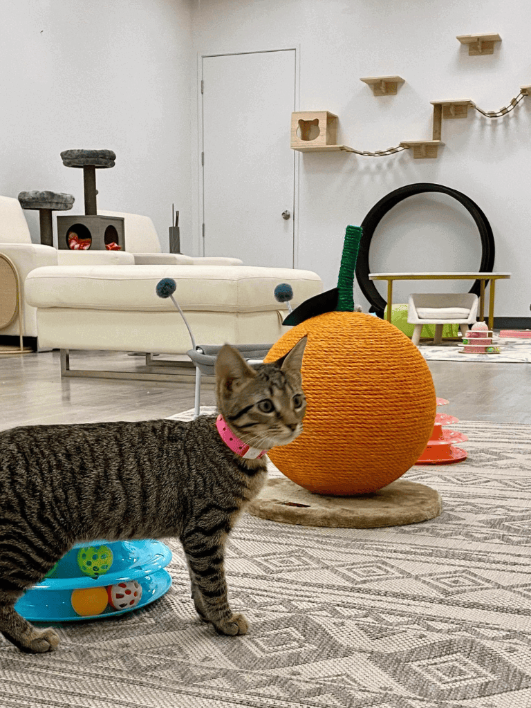 Cute kitten in a pet-friendly indoor space with toys and climbing structures.