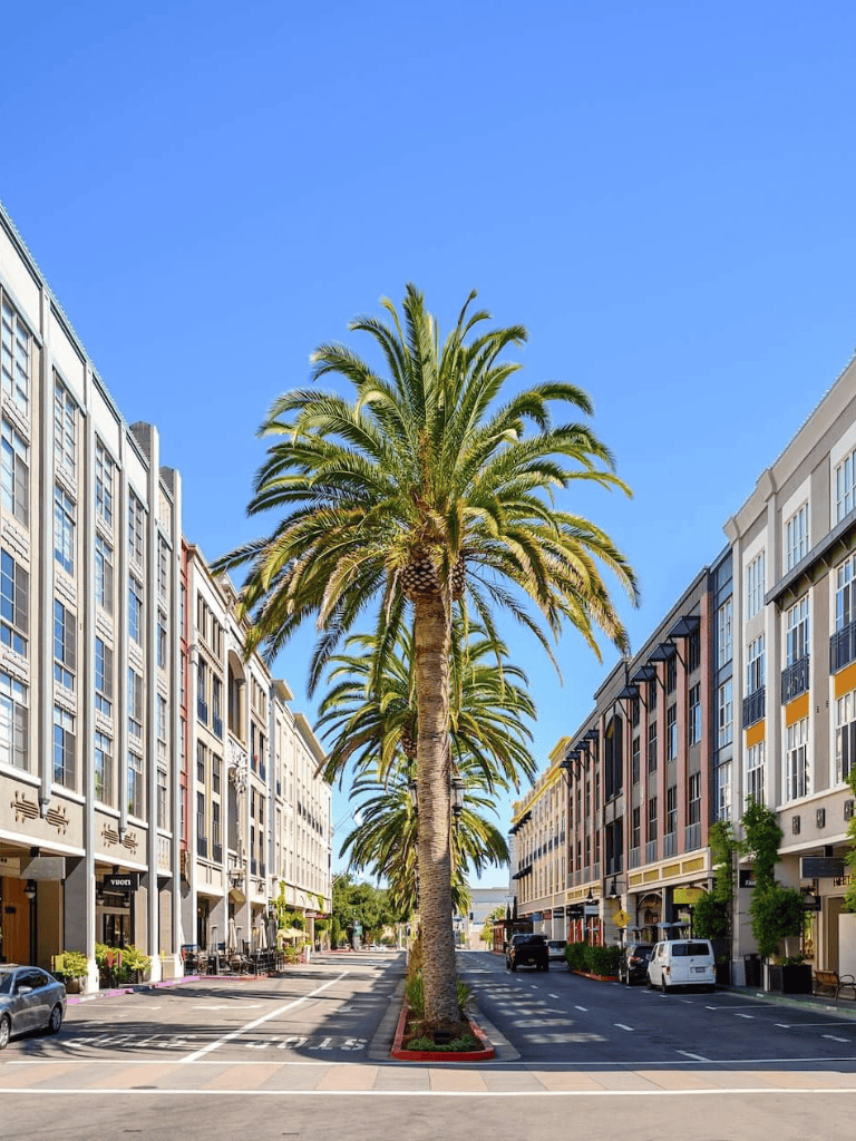 Luxurious palm tree-lined city street in upscale shopping district, San Francisco.