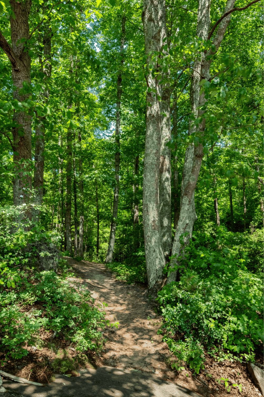 1. Lush green forest trail with tall trees and vibrant foliage, perfect for outdoor exploration.