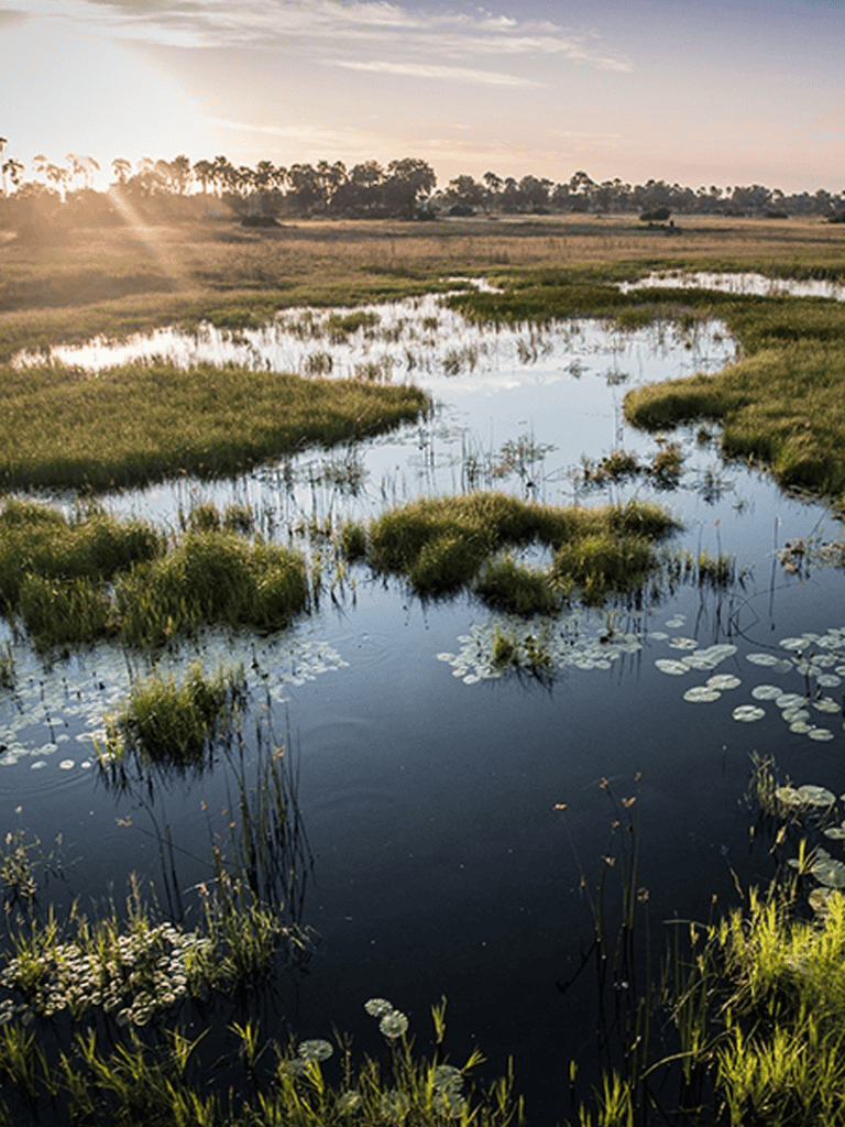 Serene wetland landscape with water lilies and lush greenery at sunset, perfect for nature and outdoor enthusiasts.