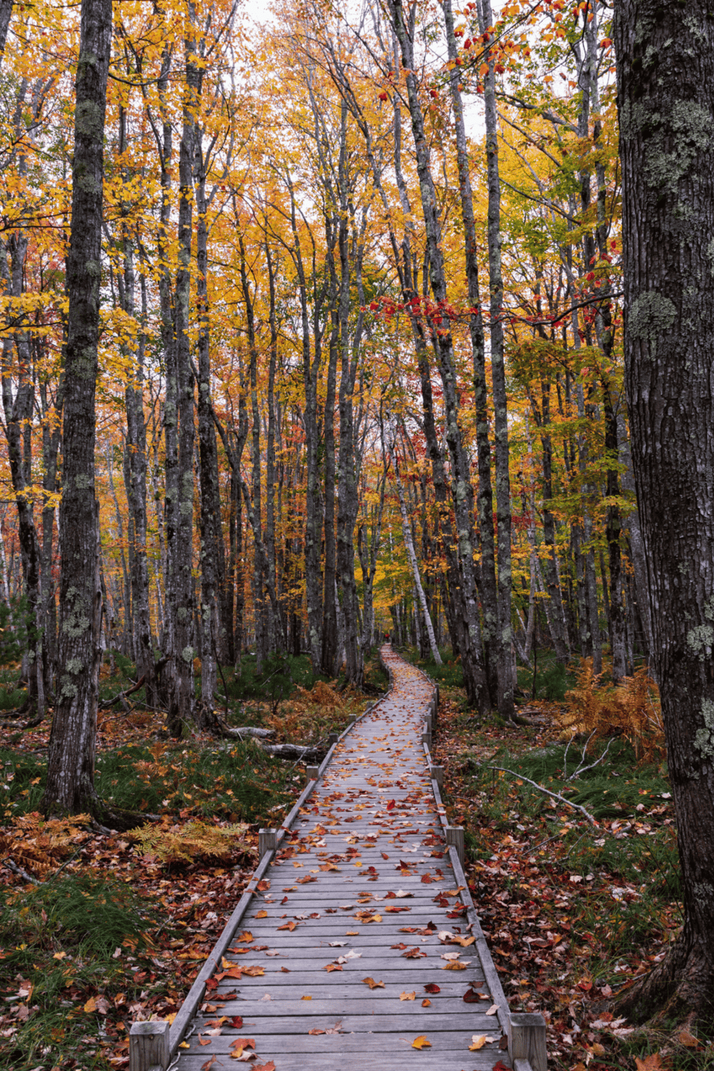 Vibrant autumn forest with a wooden trail, perfect for nature walks and fall scenery.