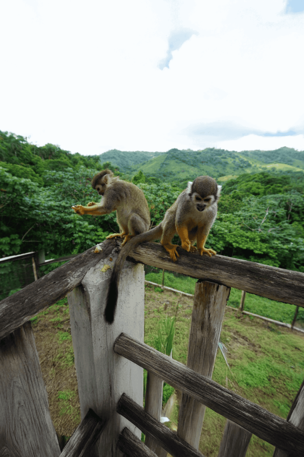 Cute monkeys on a wooden railing in lush green nature, popular wildlife and animal sightseeing destination.