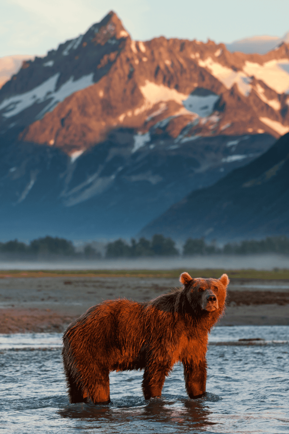 Majestic brown bear standing in water with rugged mountain landscape in background.
