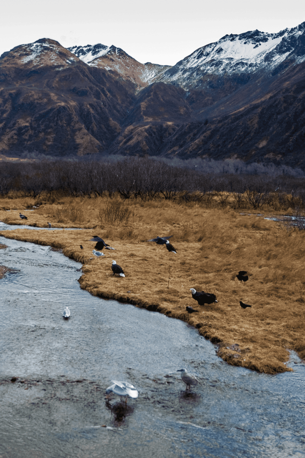 Birds by a river in mountain landscape, QuestForDirections travel destination.