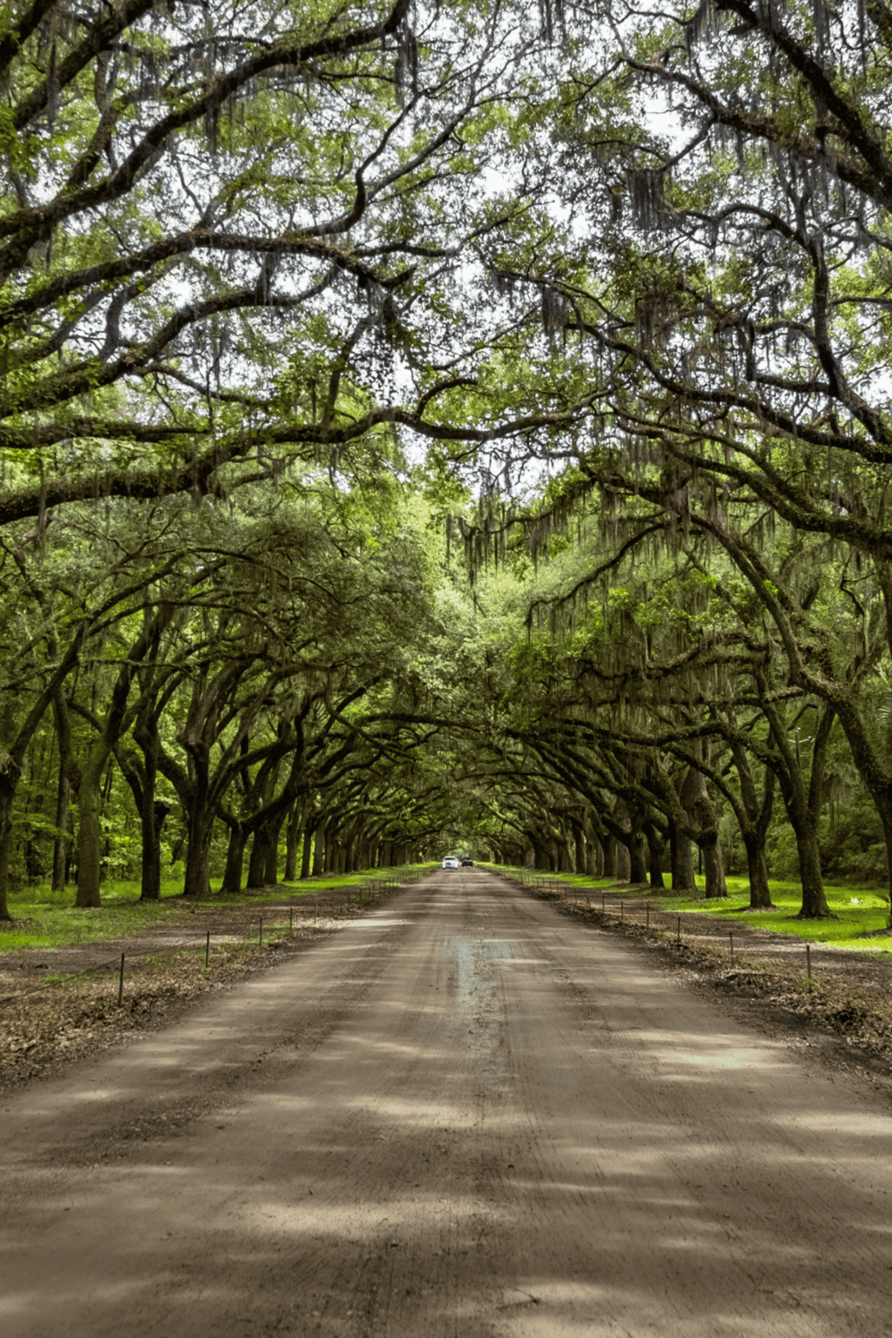 Lush green tree canopy over dirt road, scenic natural landscape for outdoor adventures.