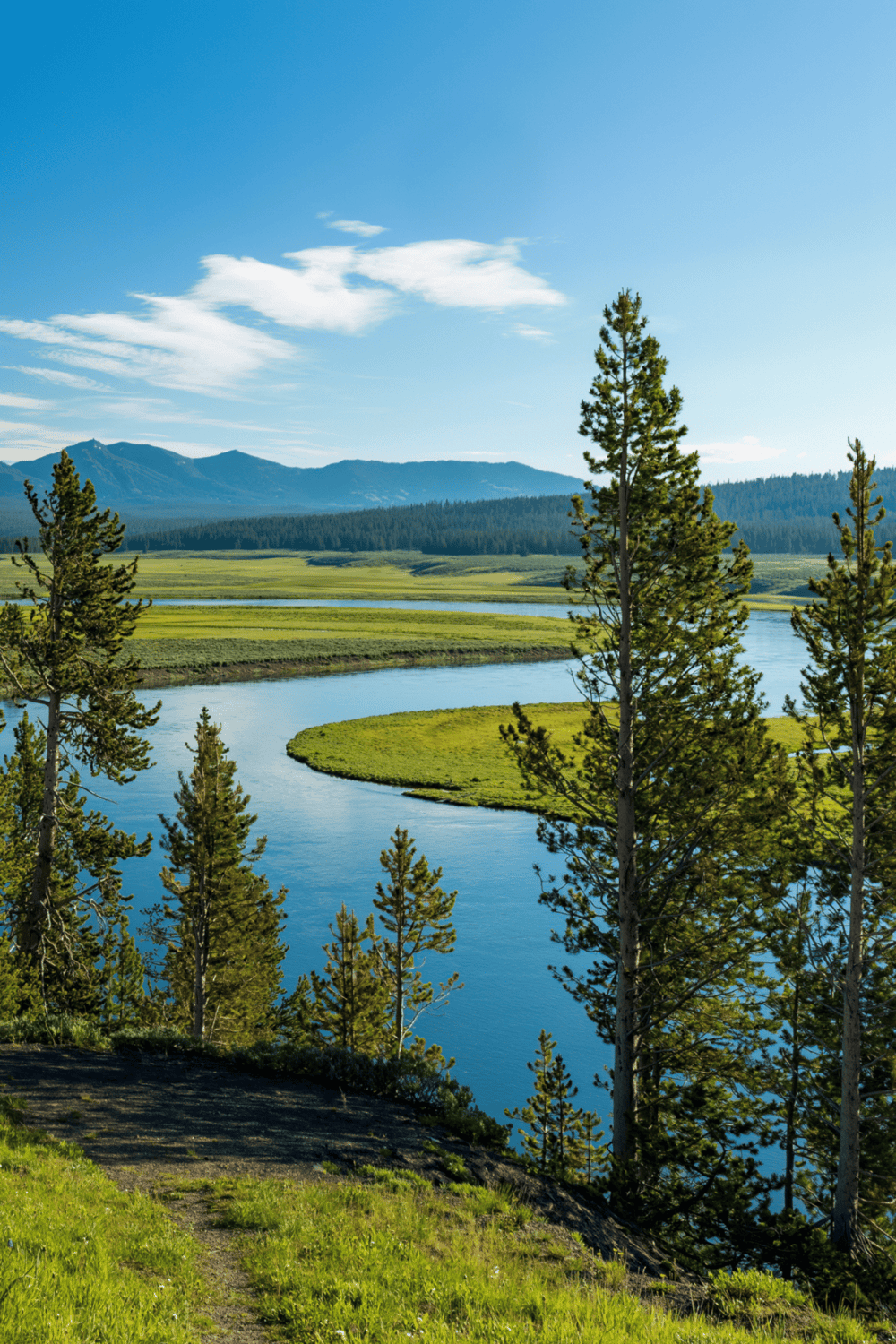 Vast river meander through lush green landscape with pine trees and mountain backdrop, scenic outdoor wilderness.