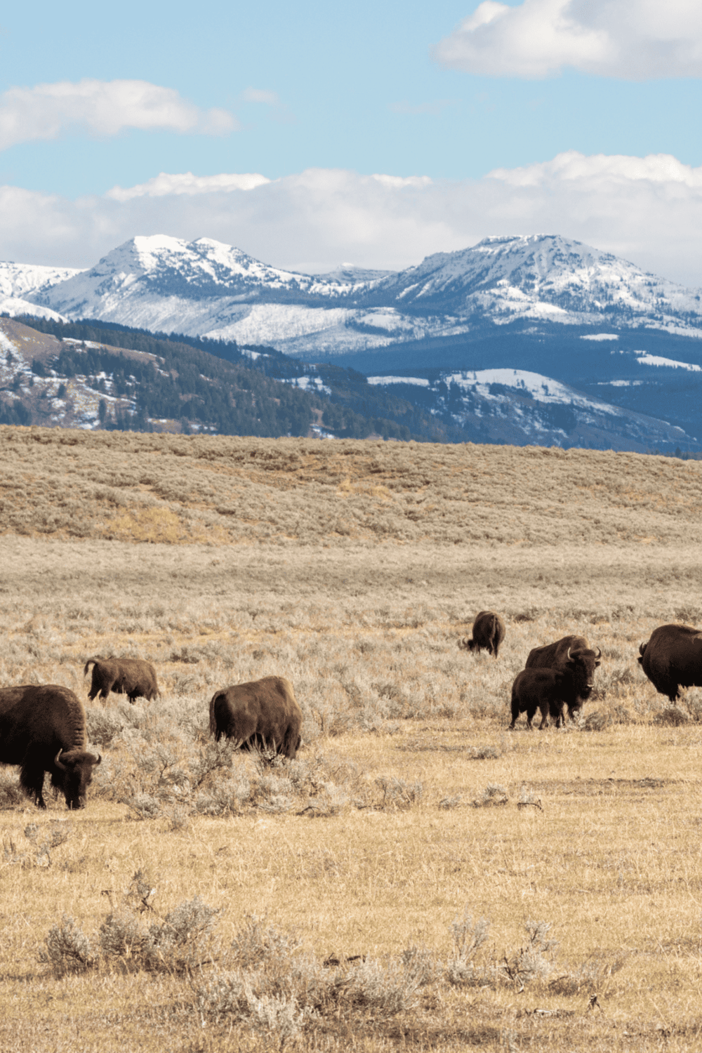 Bison grazing in open plains with snow-capped mountains in the background, showcasing scenic Wyoming wilderness.