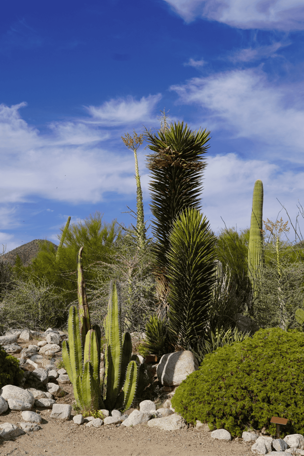 Desert cactus landscape with blue sky, suitable for outdoor desert gardening and landscaping ideas.