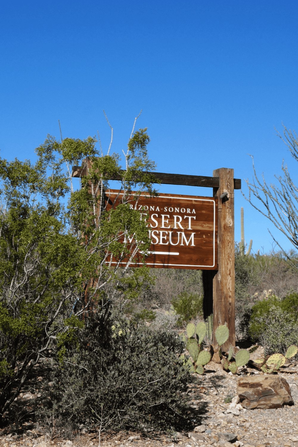 Arizona Sonora Desert Museum outdoor sign under clear blue sky, cactus and desert plants nearby.