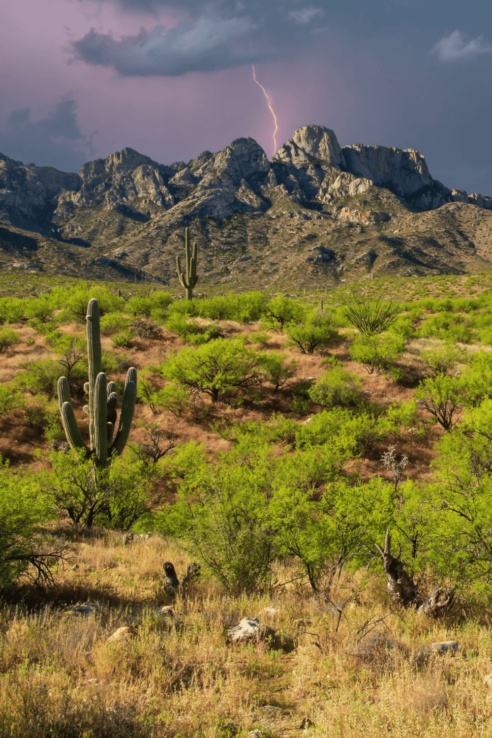 Vivid desert landscape with saguaro cacti and mountain backdrop, lightning in stormy sky, showcasing adventure and navigation.