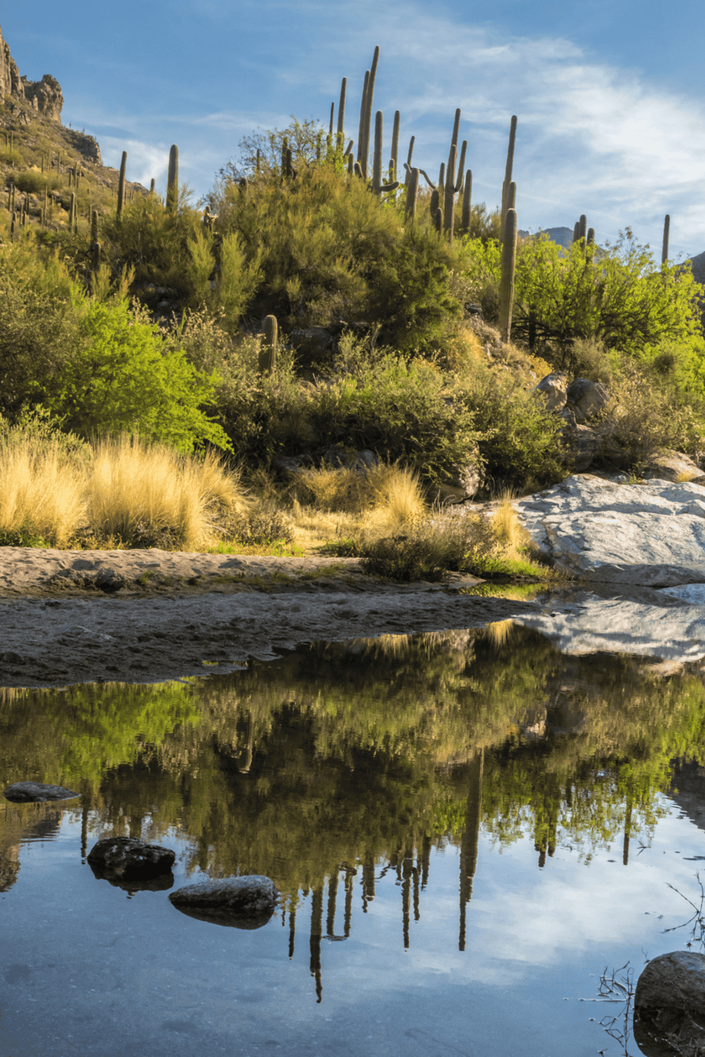 Desert canyon landscape featuring tall cacti, lush shrubbery, rocky terrain, and reflective water pond.