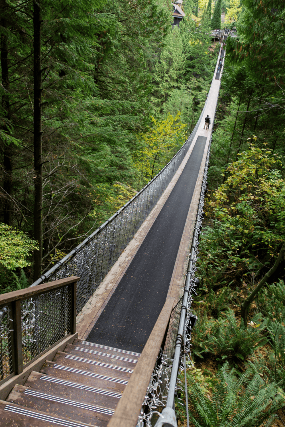 1. Suspended forest canopy walk in lush green national park.