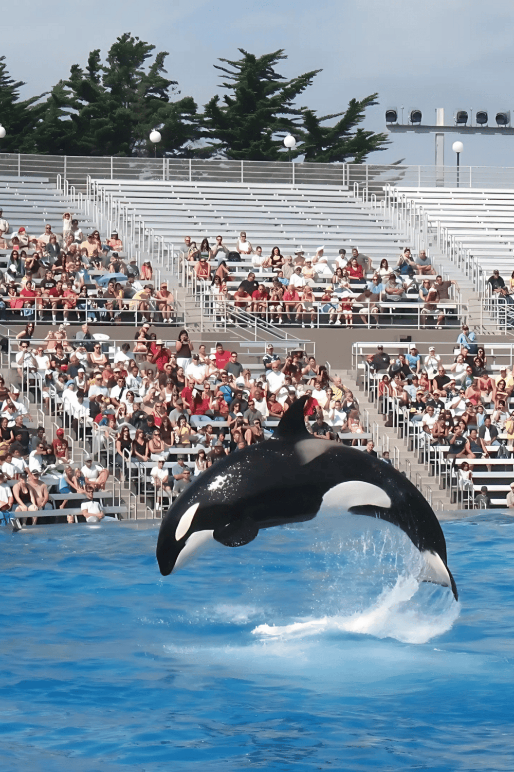 Orca whale performing at marine park, audience watching orca show, SeaWorld orca performance.