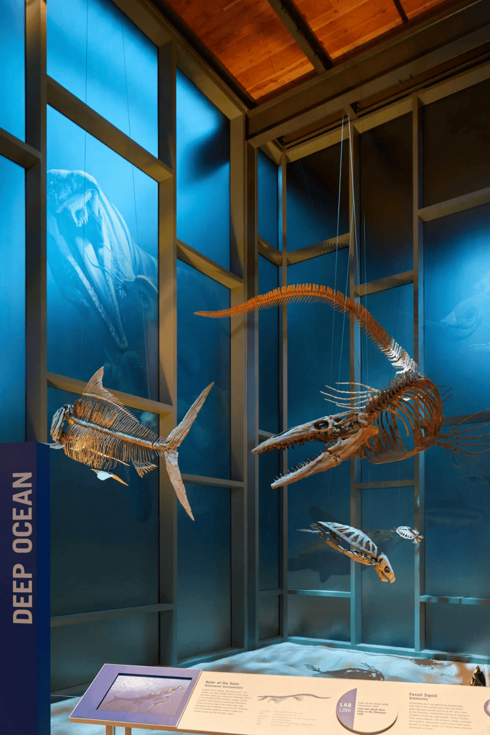 Fossil fish skeleton display at natural history museum with deep ocean background.