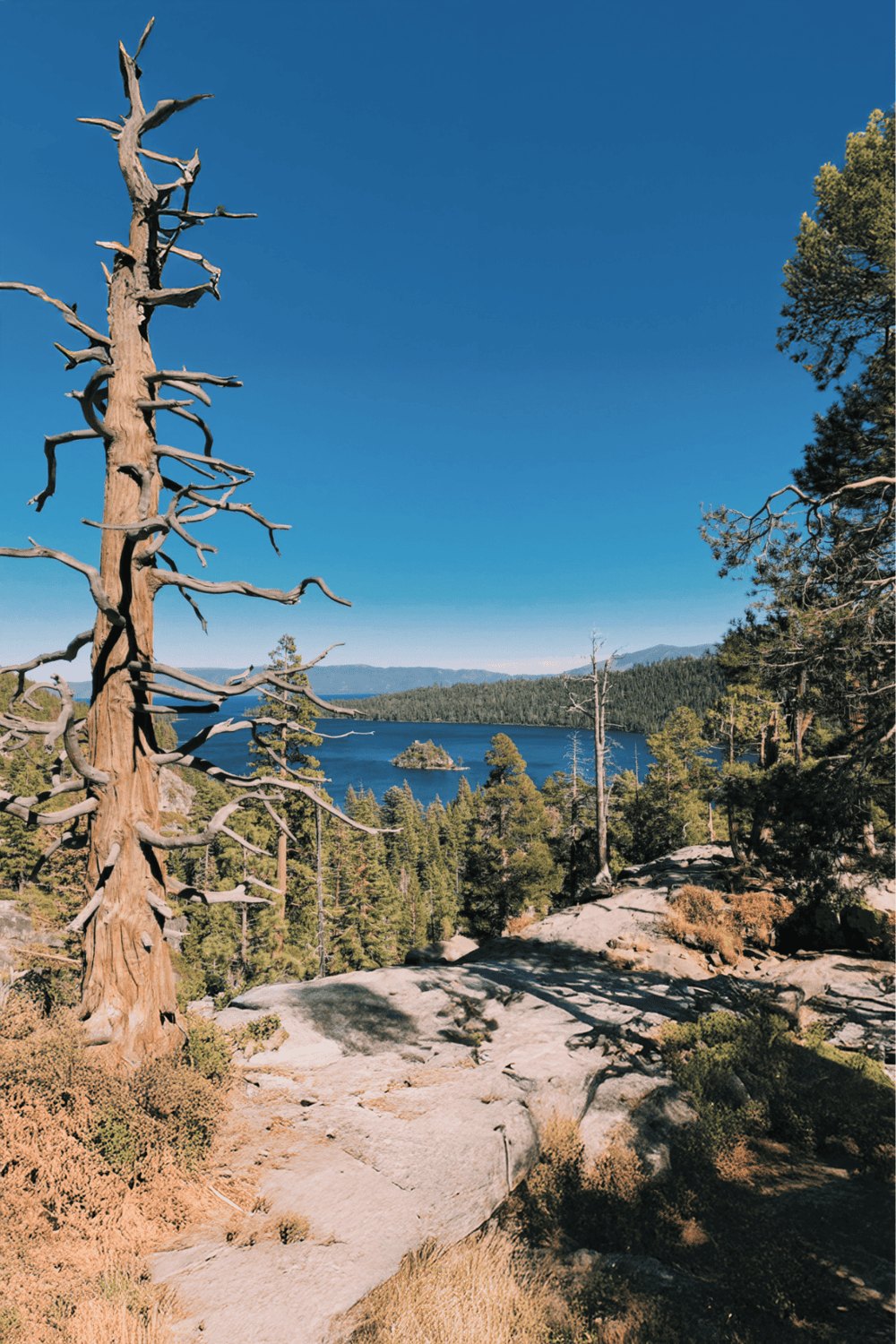 Dead pine tree with forest and lake scenery, exploring nature trails and outdoor adventure.