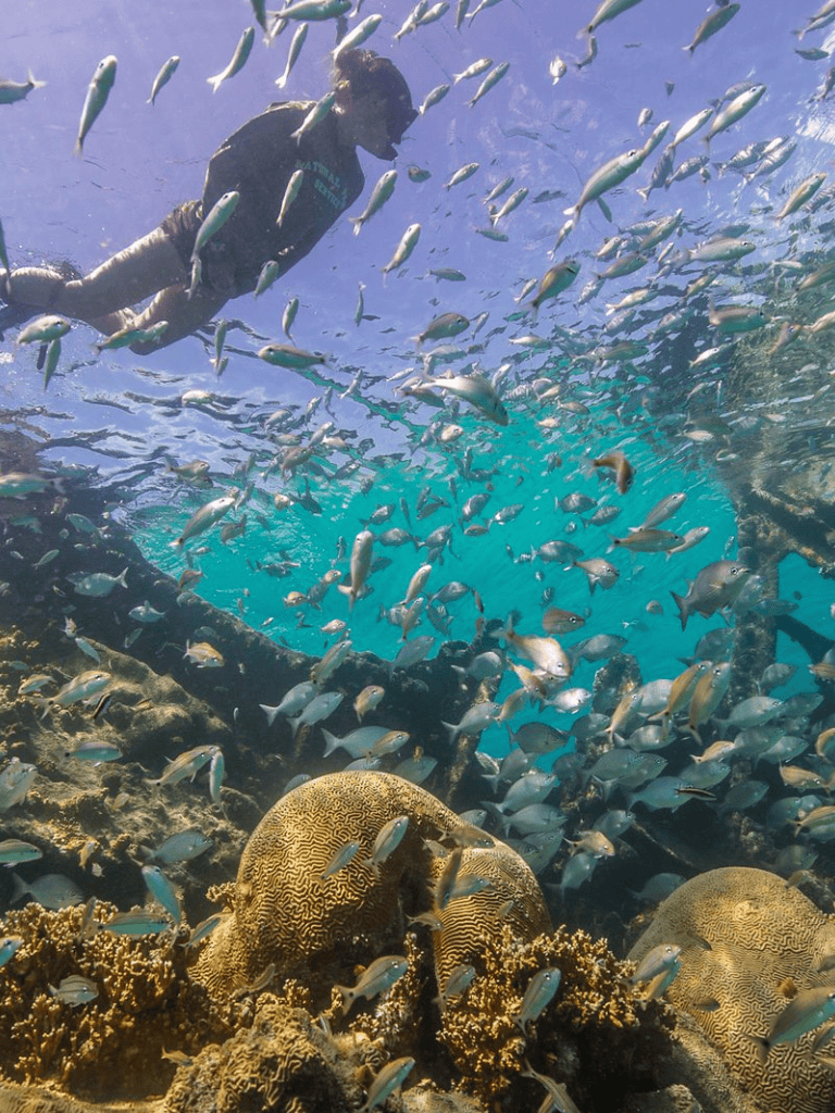 Vibrant underwater scene with a diver exploring coral reef and colorful fish biodiversity.