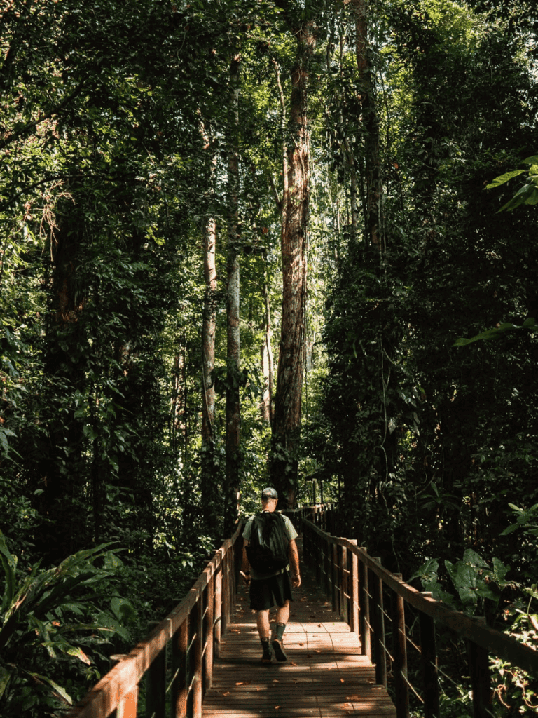 Lush rainforest trail with dense greenery and towering trees for eco adventure travel.