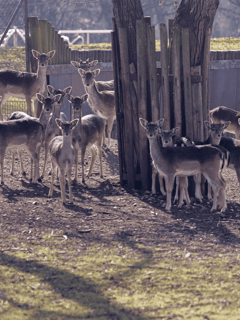 Deer behind wooden fence at wildlife sanctuary.