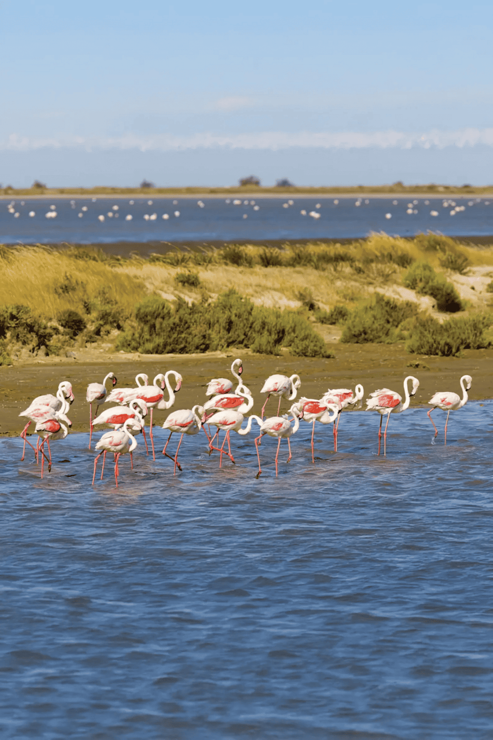 Flamingos in wetland area with water and greenery, scenic nature landscape, QuestForDirections ocean wildlife.