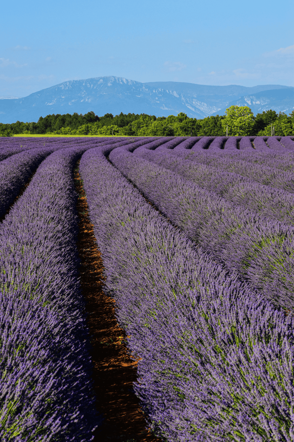 Lavender fields in full bloom with scenic mountain backdrop, perfect for tranquil outdoor adventures.