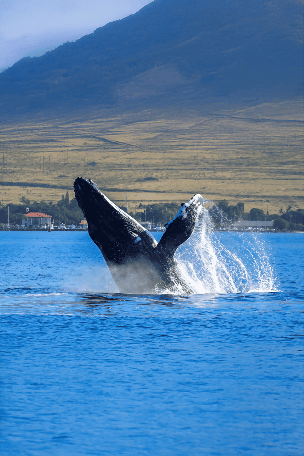 Whale breaching the ocean surface with scenic mountains and shoreline in the background.