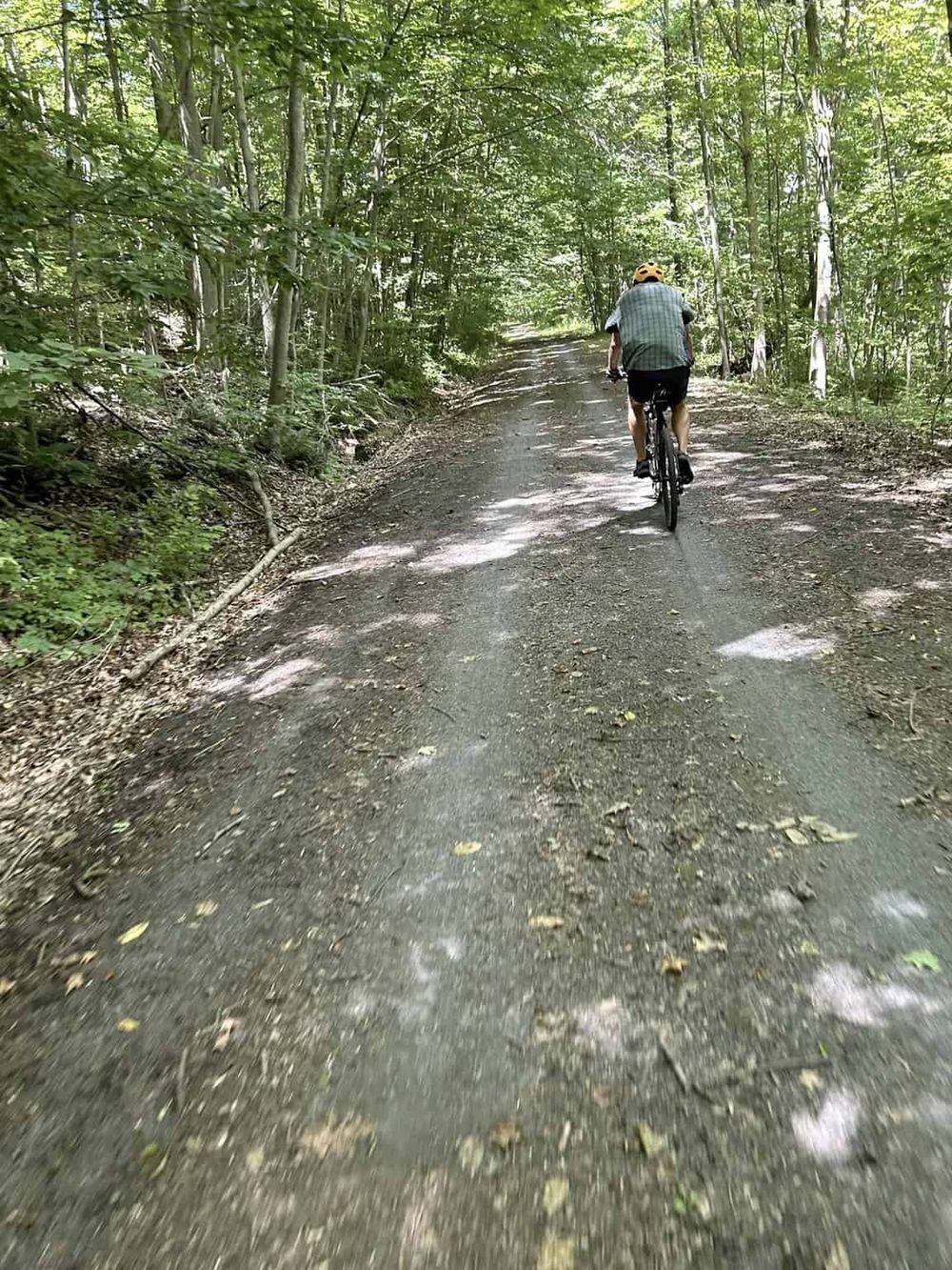 Serene forest trail for biking adventures, surrounded by lush green trees and nature.