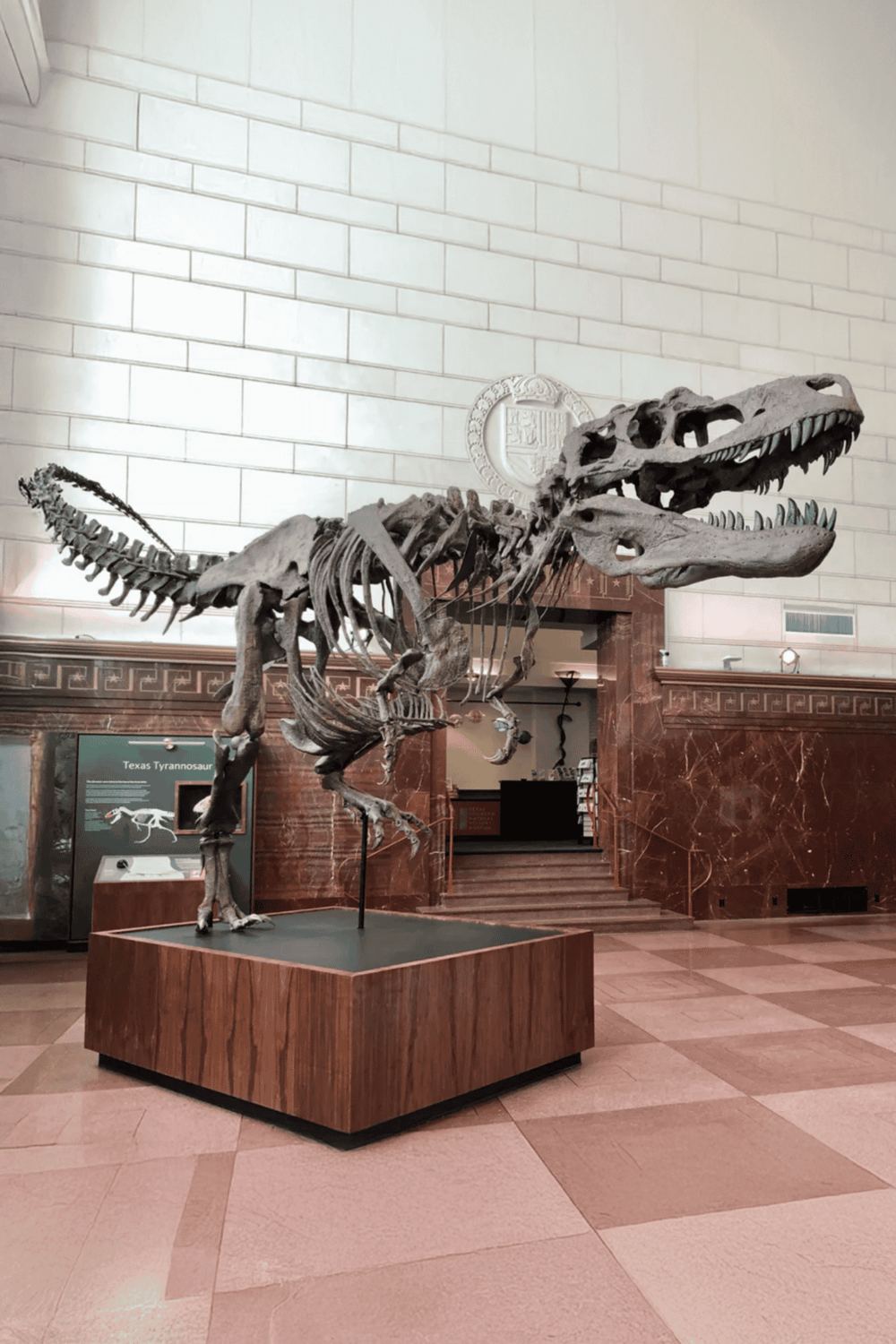 1. Dinosaur skeleton fossil display at natural history museum.