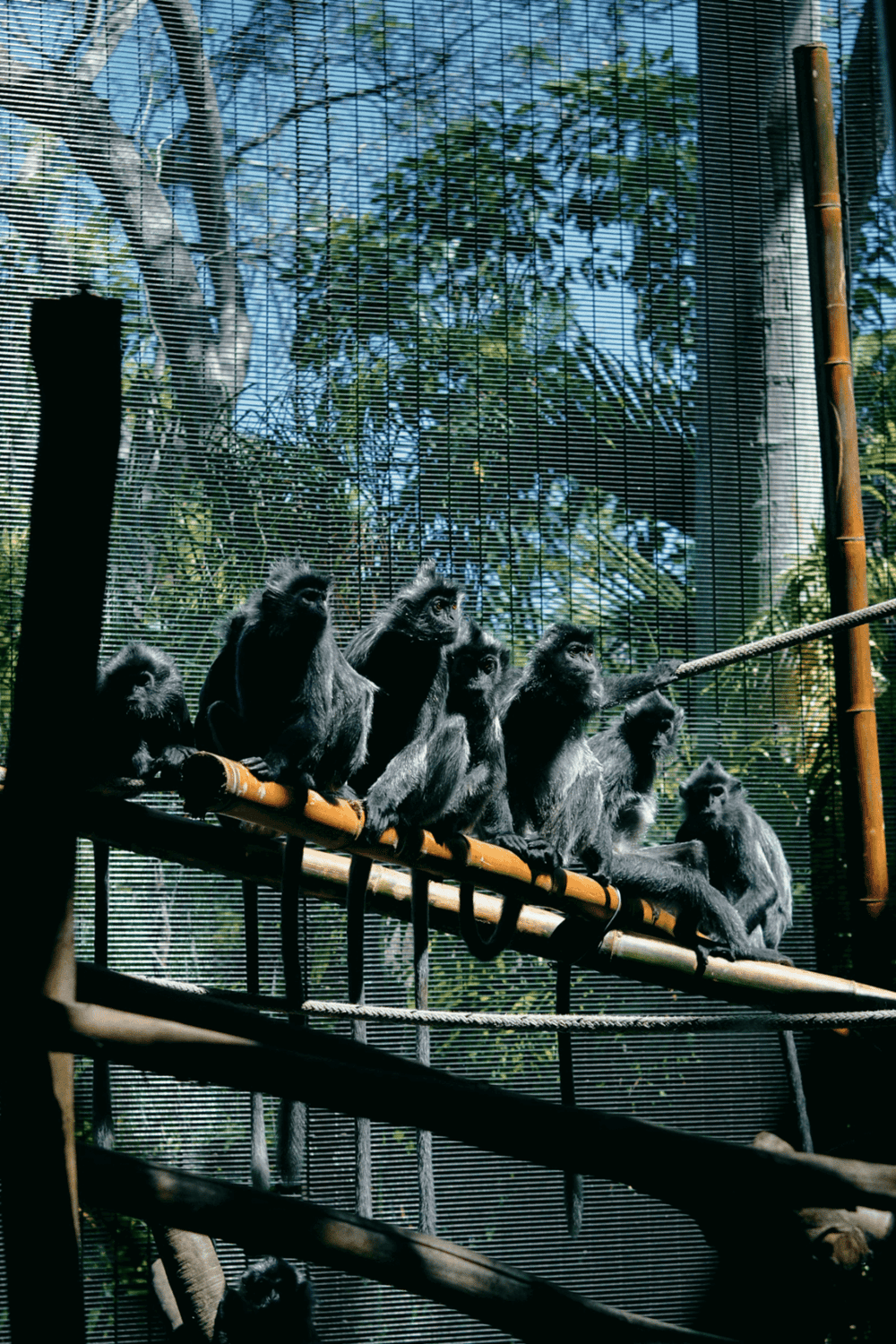 1. Monkeys in zoo enclosure with trees and mesh fencing for wildlife conservation.
