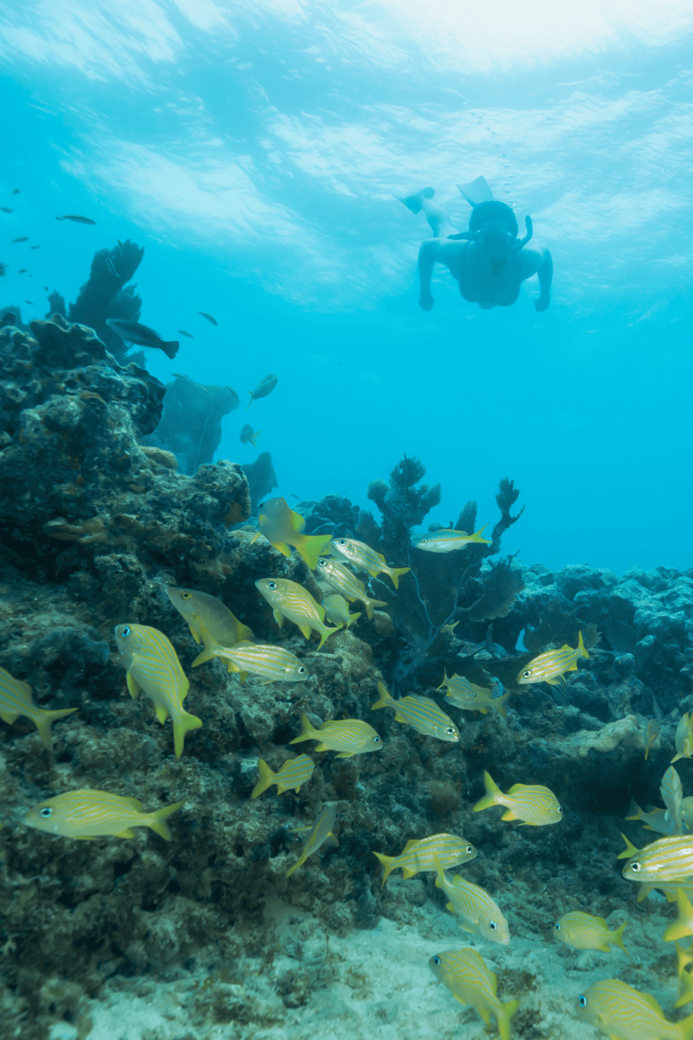 Scuba diver exploring vibrant coral reef with colorful fish in clear blue water.