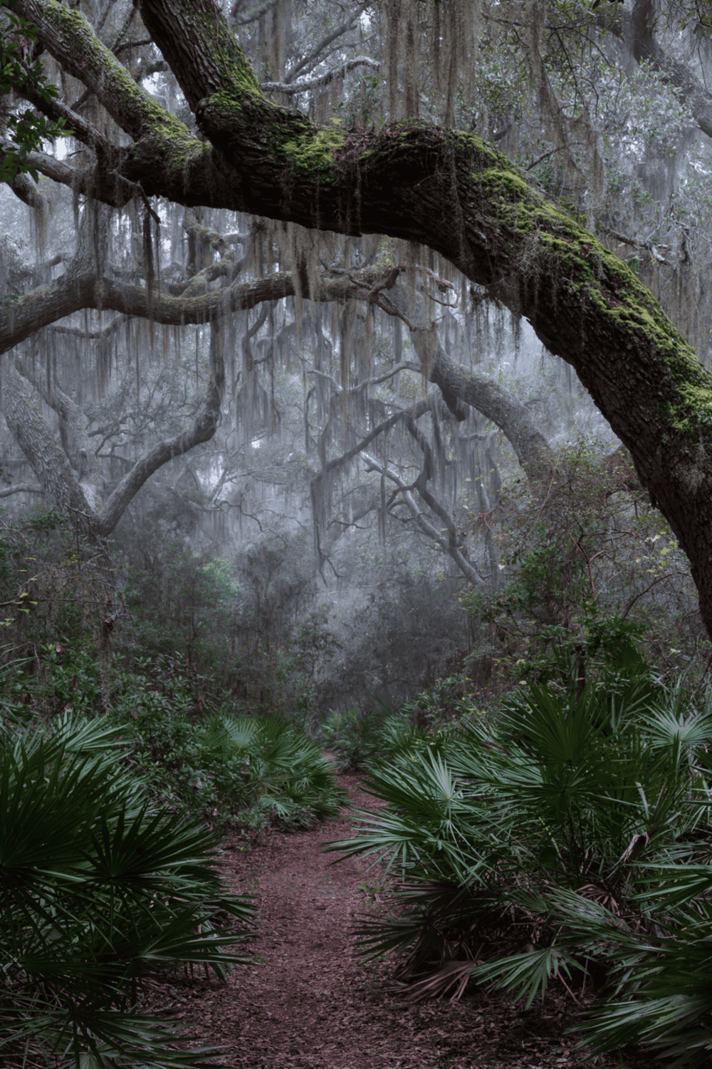Moss-covered tree in a misty swamp forest, lush greenery and dense trees, scenic wilderness, nature photography.