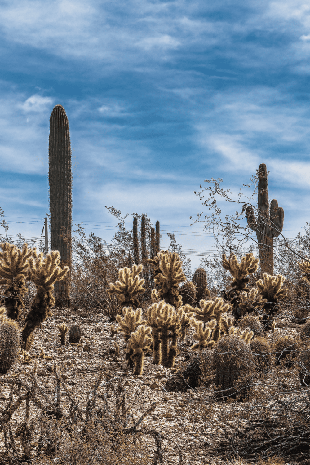 Desert landscape with tall cacti under blue sky, showcasing southwestern scenery.