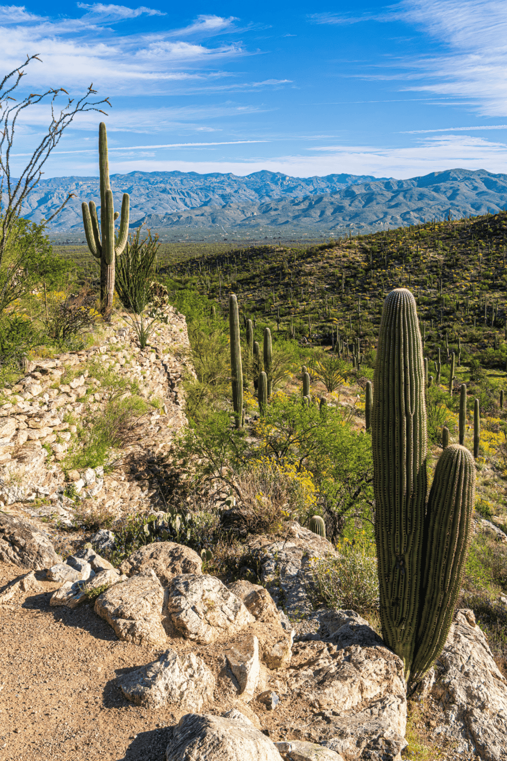 Cactus desert landscape in Phoenix, Arizona with mountains in background, sunny sky, and dry rugged terrain.
