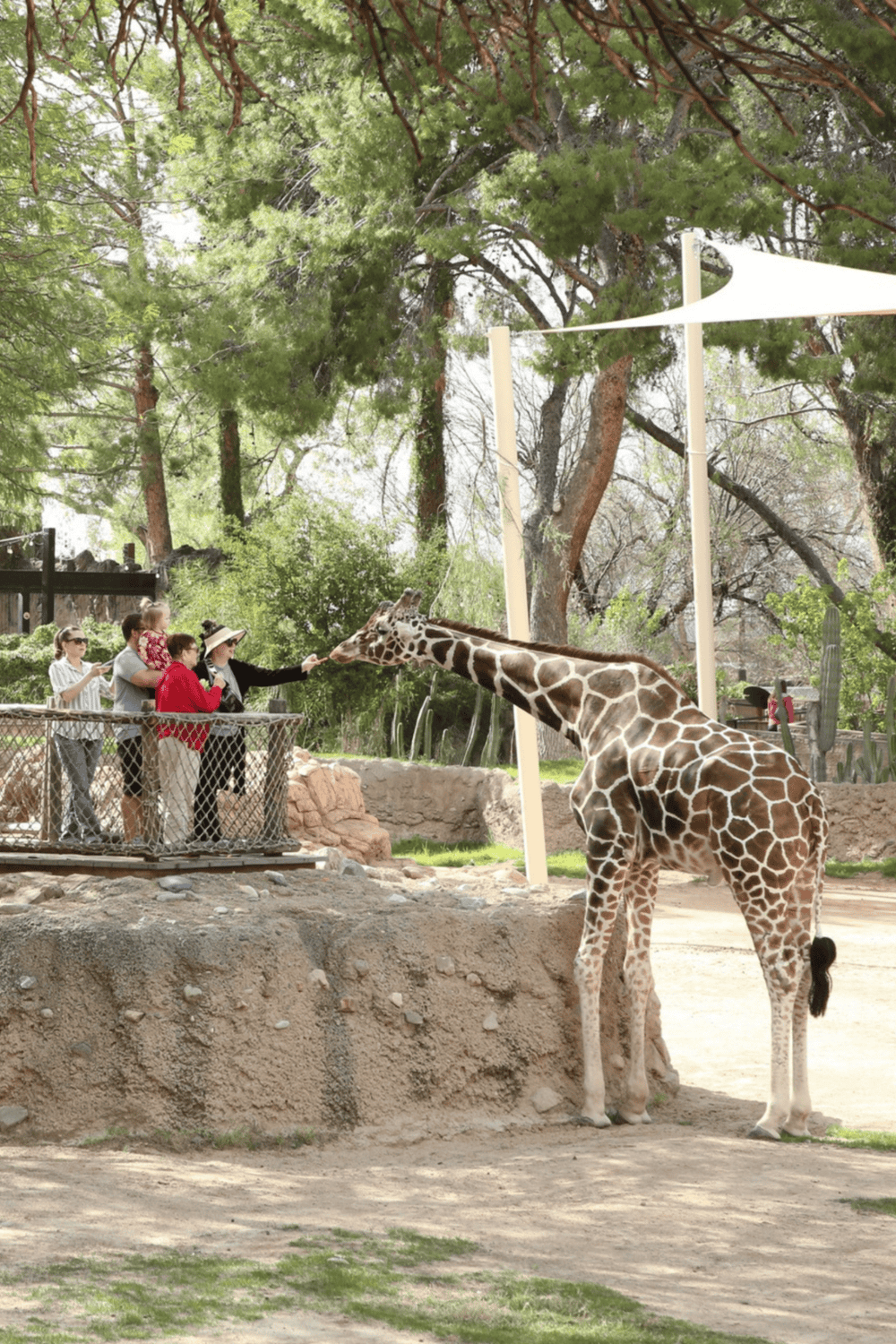 Giraffe feeding with children at zoo, wildlife conservation, animal interaction, family-friendly zoo experience.
