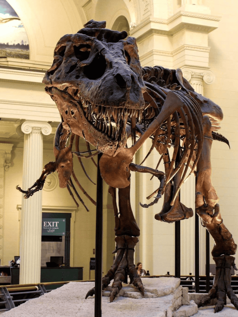 Dinosaur skeleton exhibit at QuestForDirections museum showcasing prehistoric fossils and educational displays.