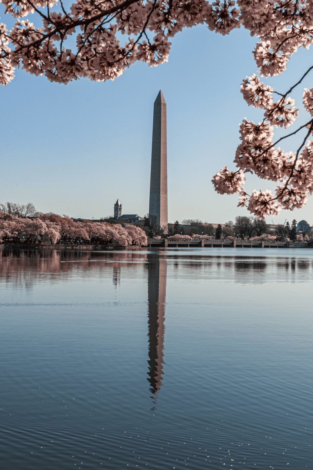 Historic Washington Monument reflecting on Tidal Basin during cherry blossom season.