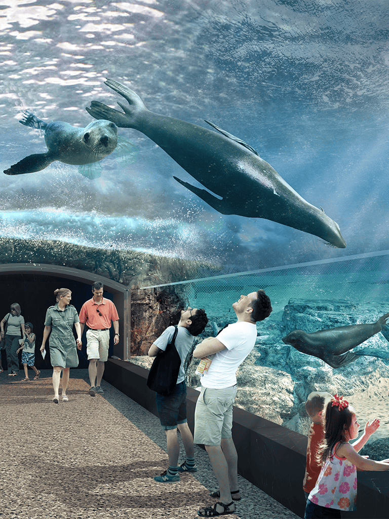 Seals at aquarium observing sea creatures underwater exhibit.