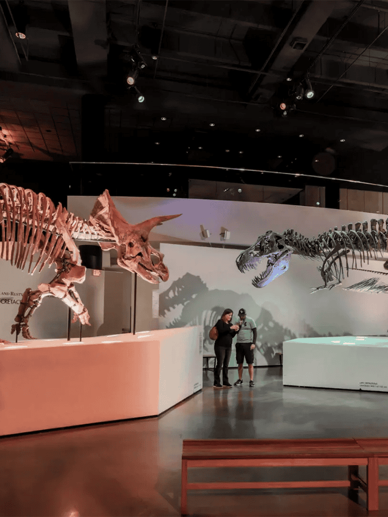 Dinosaurs exhibit at QuestForDirections museum, with realistic fossil skeletons and interactive educational displays.