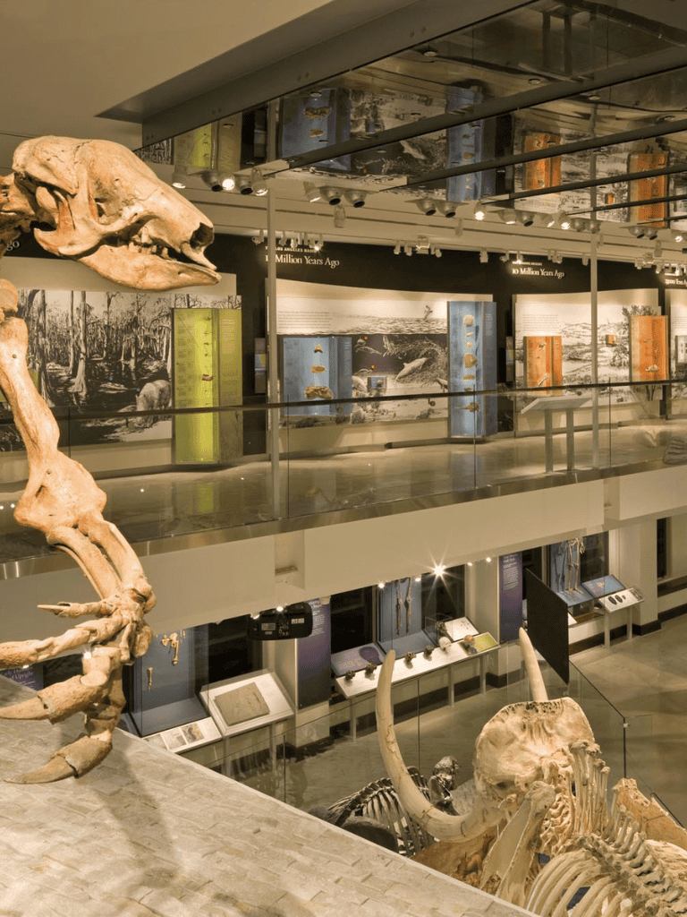Skull fossil display in museum exhibits at QuestForDirections.