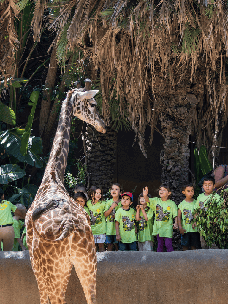Giraffe and children at a zoo exhibit, learning about wildlife and animal conservation.