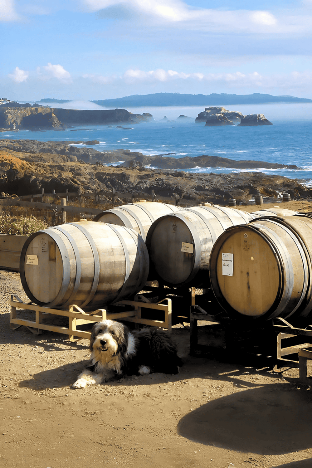 Seaside wine barrels with coastal view and dog relaxing in vineyard, California wine country.